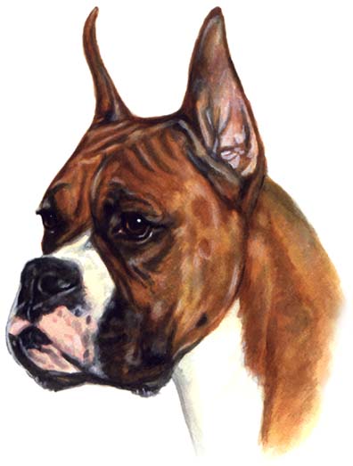 Boxer Dog Watercolor Pet Portrait Carol Wells