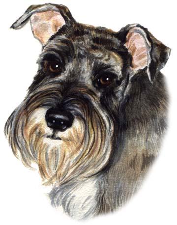 Schnauzer Dog Watercolor Pet Portrait Carol Wells