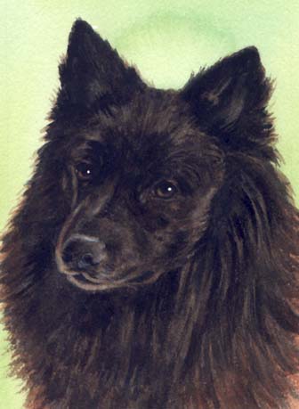 Dog Watercolor Pet Portrait Carol Wells
