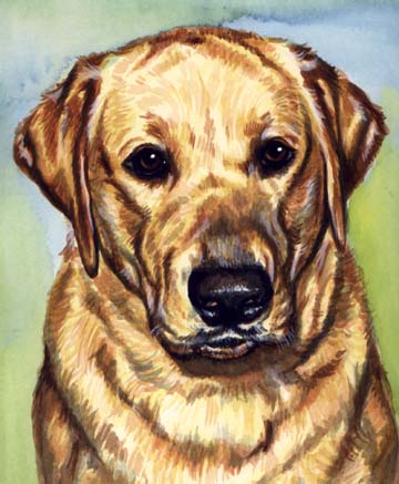 Yellow Lab Dog Watercolor Portrait Carol Wells