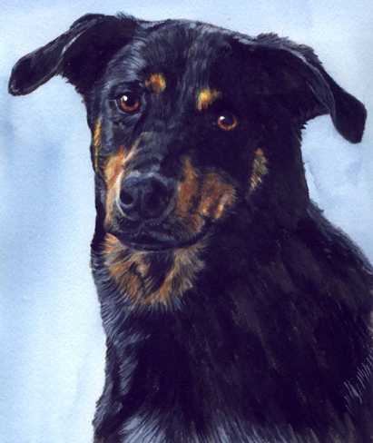 Black Dog Portrait Watercolor Carol Wells