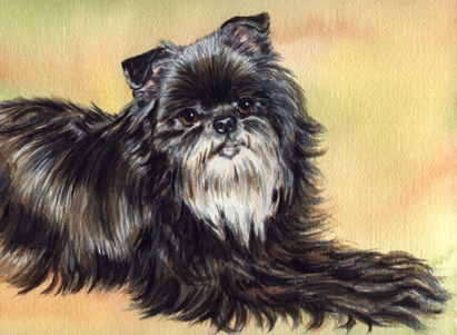 Affenpinscher Dog Watercolor Pet Portrait Carol Wells