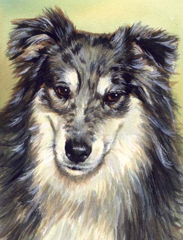 Australian Shepherd Dog Watercolor Portrait Carol Wells