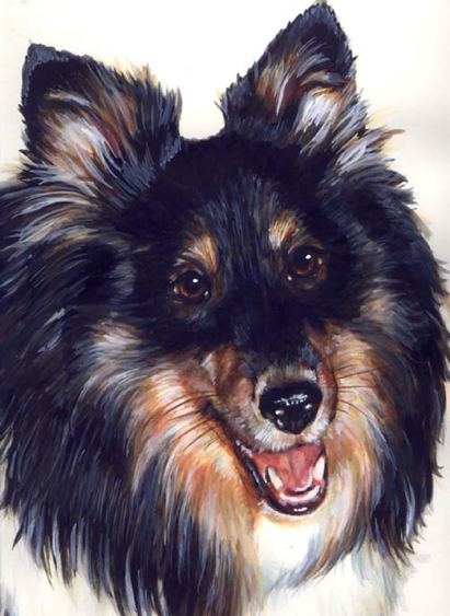 Sheltie Dog Watercolor Portrait Carol Wells