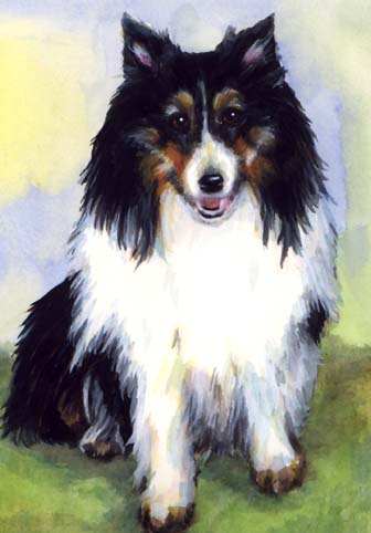 Sheltie Watercolor Portrait Carol Wells
