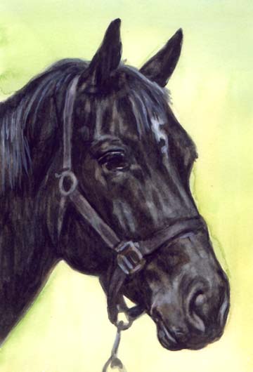 Black Horse Watercolor Carol Wells