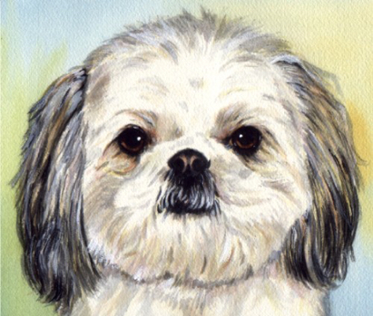Shih Tau Dog Pet Watercolor Portrait Carol Wells