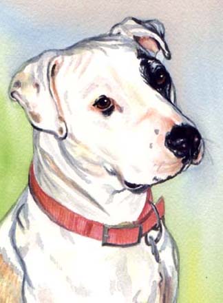 White Pit Bull Dog Watercolor Portrait Carol Wells