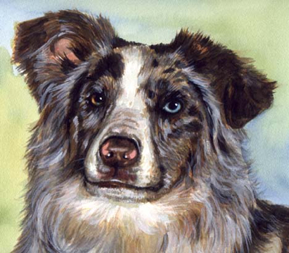 Australian Shepherd Blue Brown Eyes Dog Watercolor Pet Portrait Carol Wells