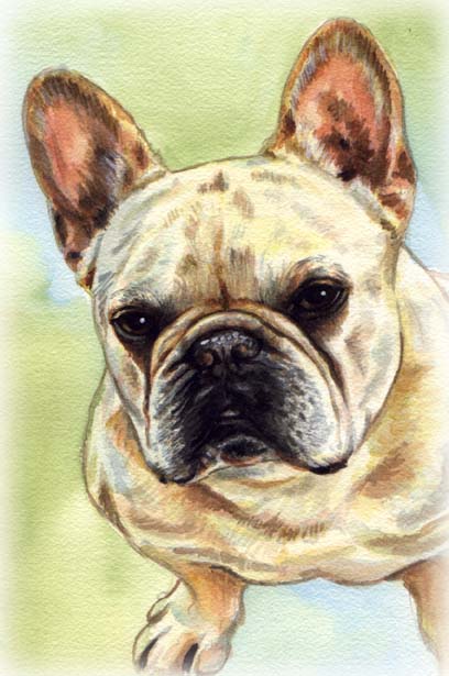 French Bulldog Dog Watercolor Pet Portrait Carol Wells