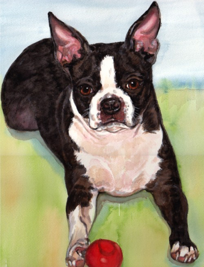 Boston Terrier Dog Watercolor Portrait Carol Wells