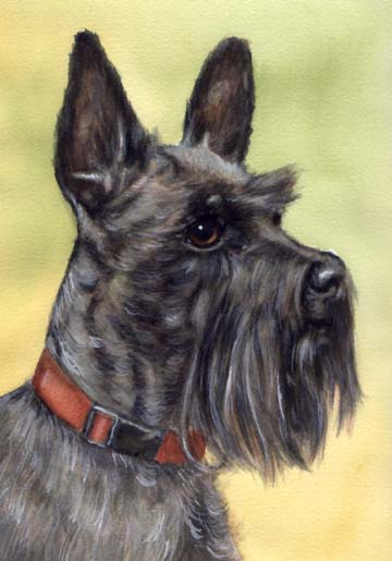 Schnauzer Dog Watercolor Pet Portrait Carol Wells