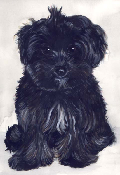Black Puppy Watercolor Portrait Carol Wells