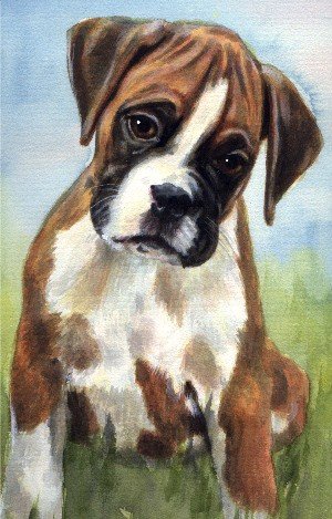 Boxer Puppy Watercolor Carol Wells