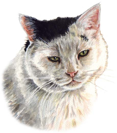 Tom Cat Watercolor Carol Wells