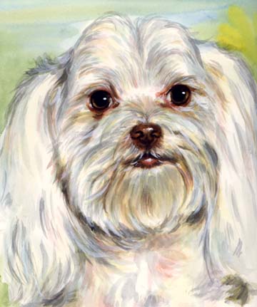 White Dog Watercolor Portrait Carol Wells