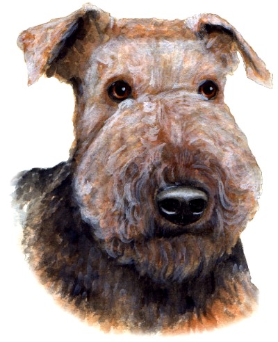 Airedale Terrier Dog Watercolor Pet Portrait Carol Wells