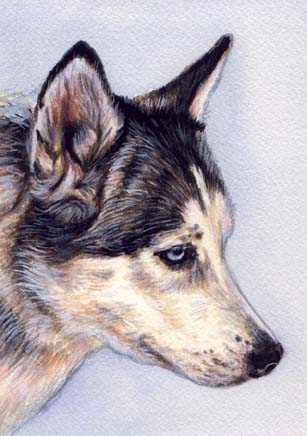 Alaskan Malamute Dog Watercolor Pet Portrait Carol Wells