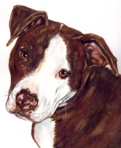 Pit Bull Red White Watercolor Carol Wells