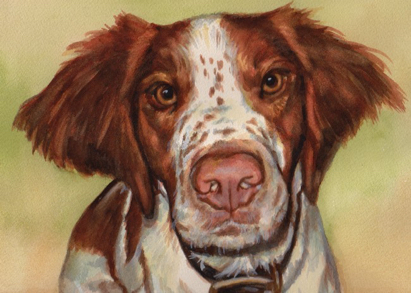 Spaniel Dog Watercolor Carol Wells
