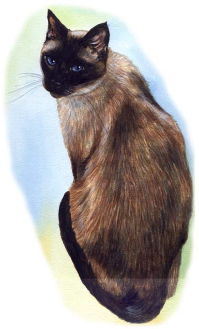 Siamese Cat Watercolor Carol Wells
