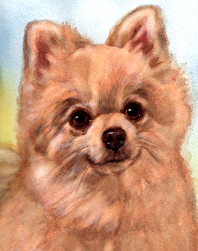 Pomeranian Dog Watercolor Portrait Carol Wells